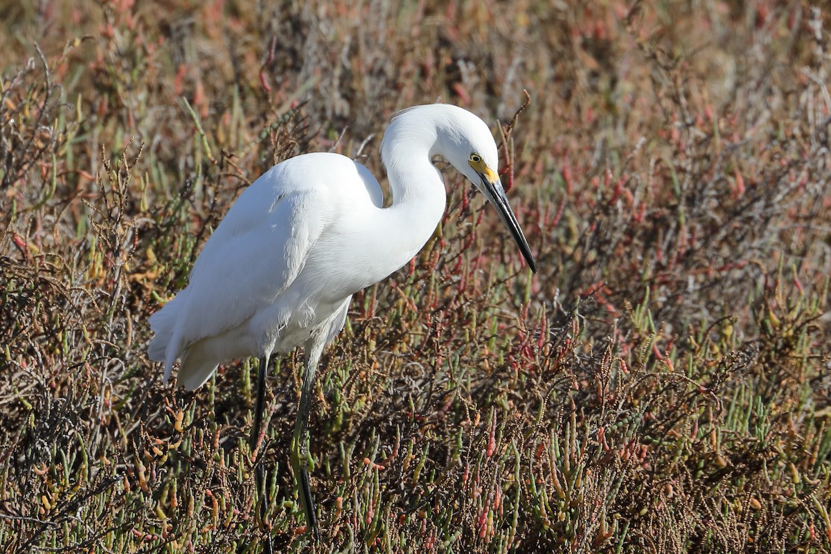 Garceta Nívea - ML646540168