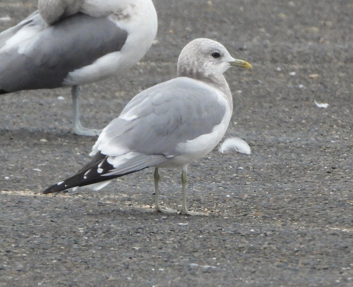Short-billed Gull - ML646540173