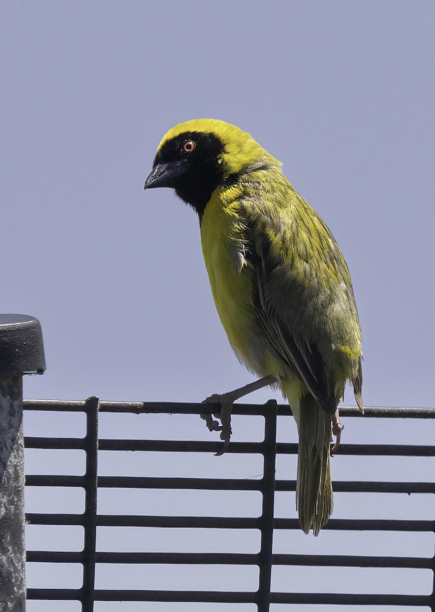 Красноглазый ткач - ML646540174