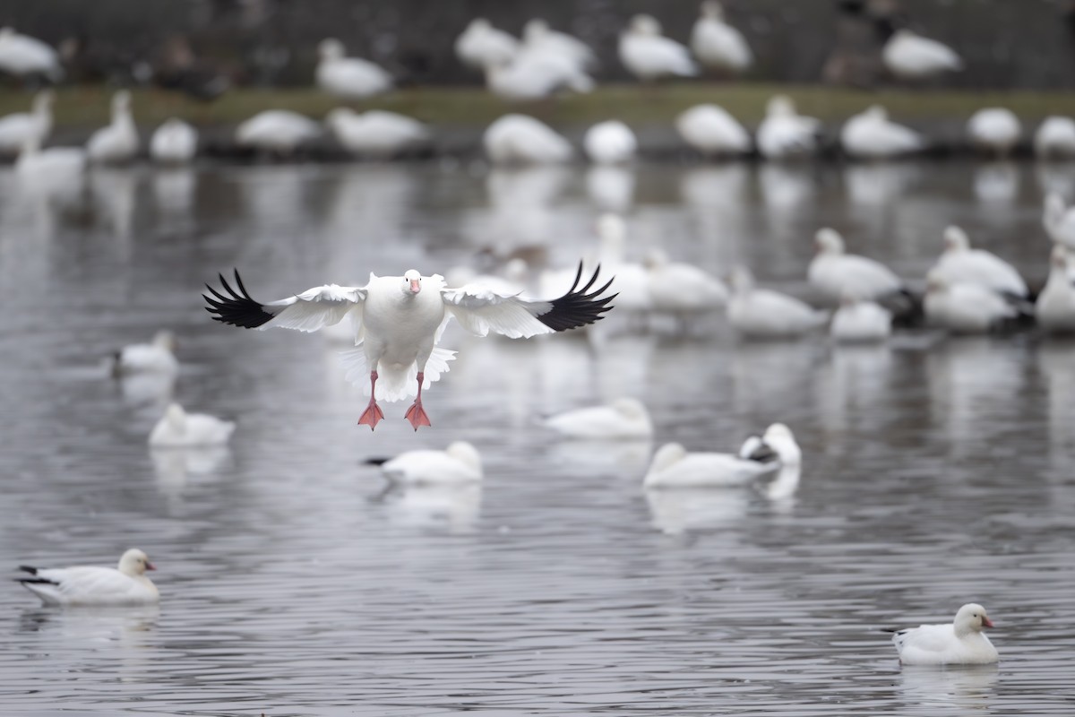 Цасны галуу - ML646540175