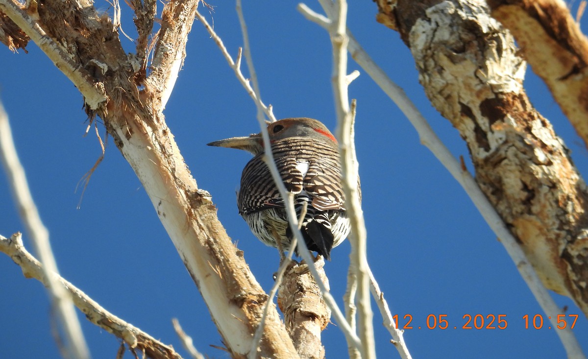 Northern Flicker (Yellow-shafted x Red-shafted) - ML646540176
