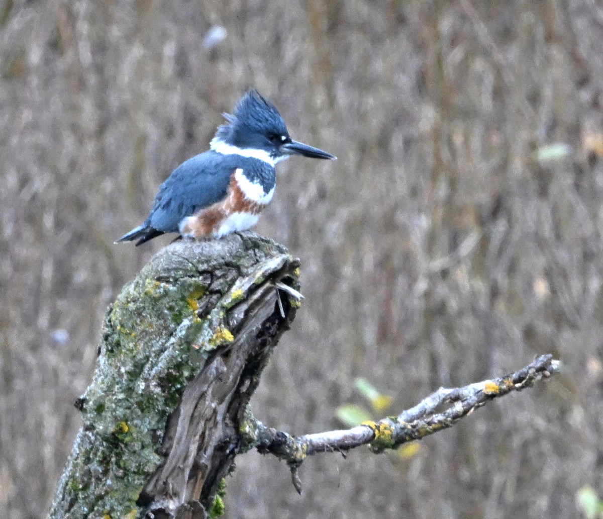 Опоясанный зимородок - ML646540177