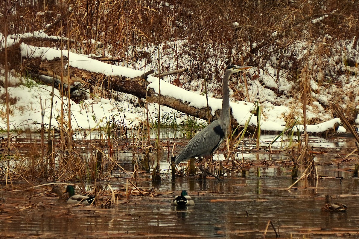 Great Blue Heron (Great Blue) - ML646540180