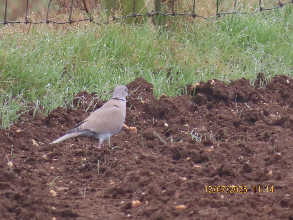 Eurasian Collared-Dove - ML646540185
