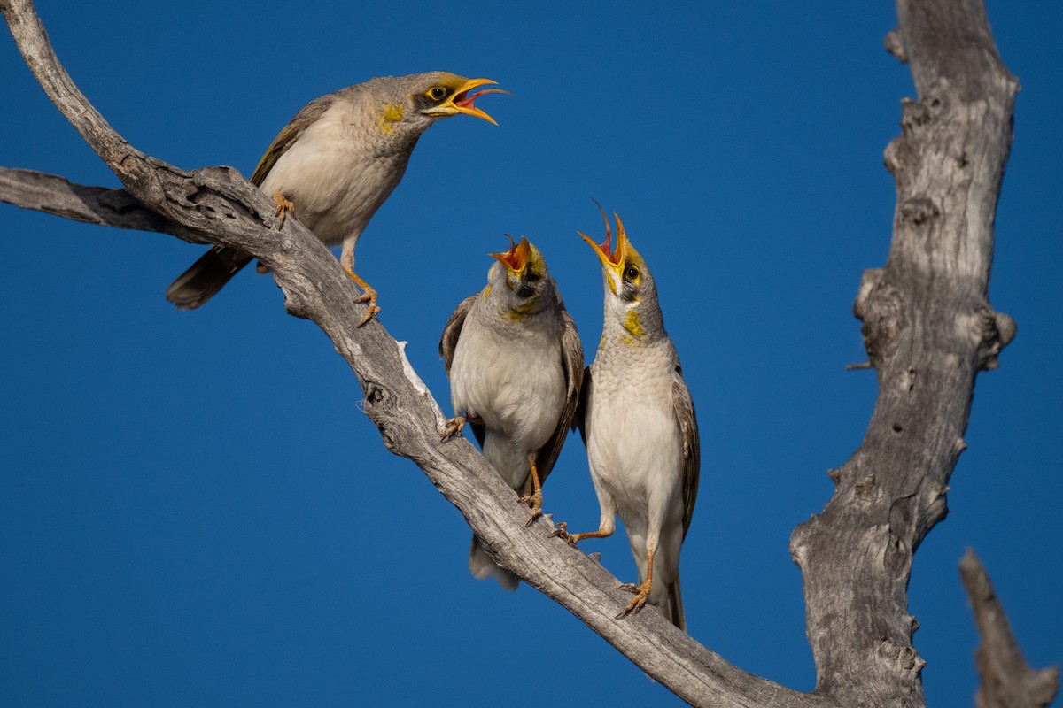 Yellow-throated Miner - ML646540194