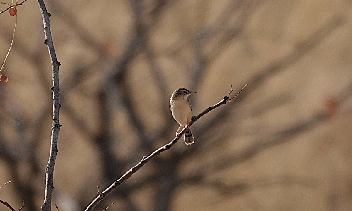 Çöl Yelpazekuyruğu - ML646540195