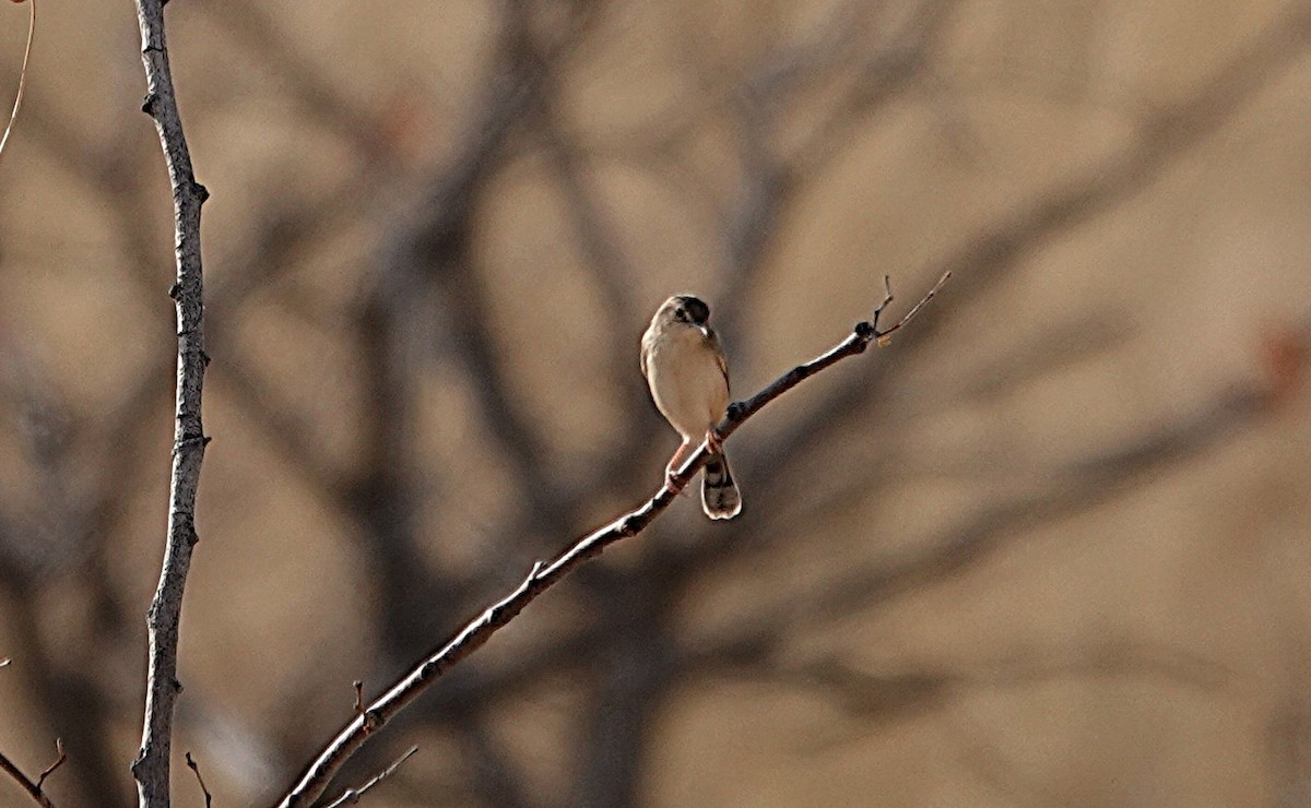 Çöl Yelpazekuyruğu - ML646540196