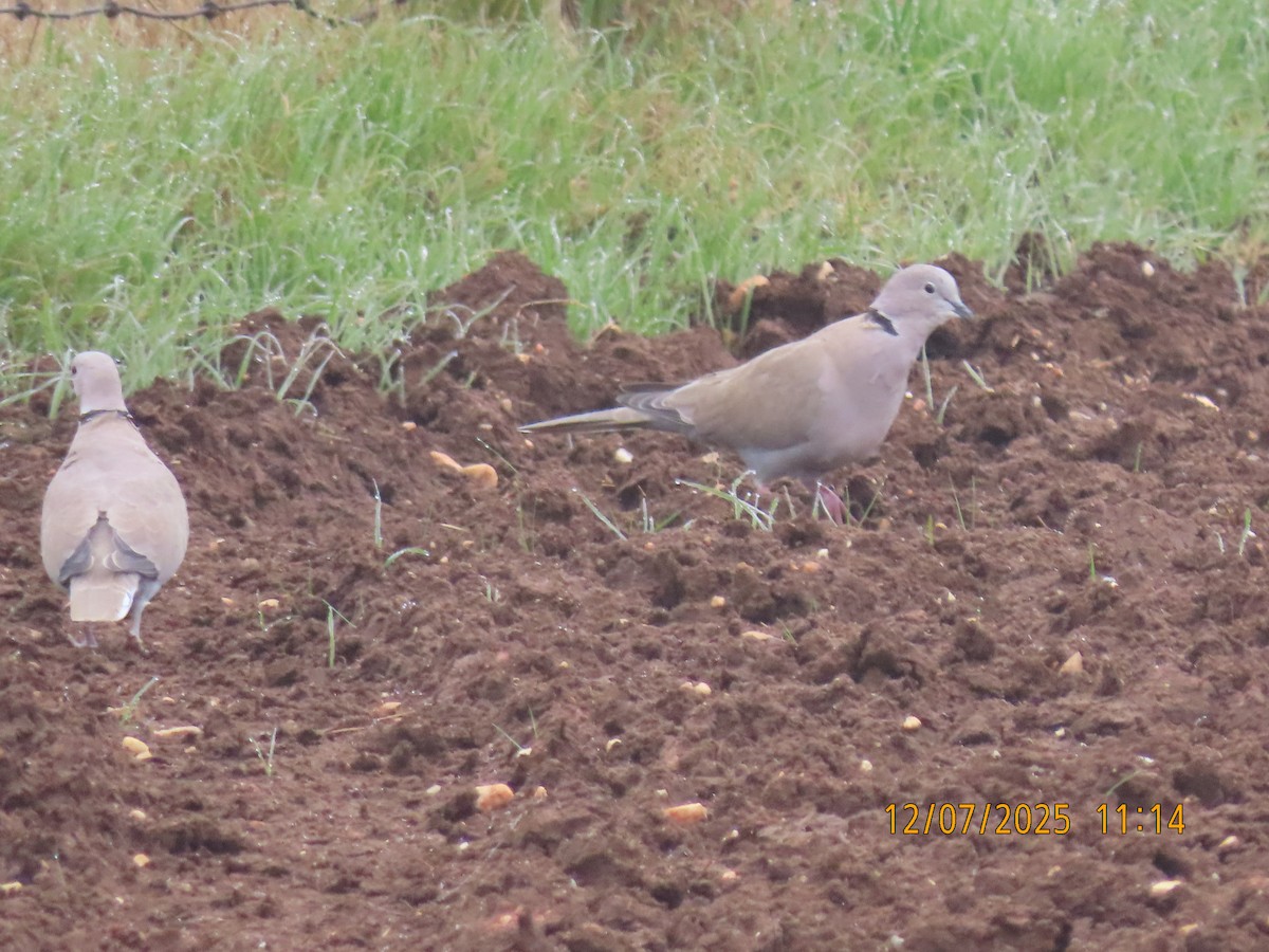 Eurasian Collared-Dove - ML646540198
