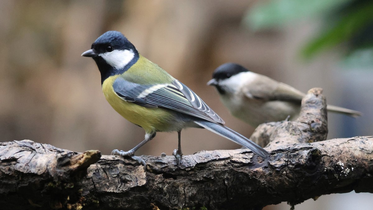 Great Tit - ML646540201