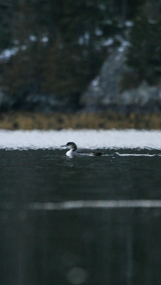 Aliota handia - ML646540202