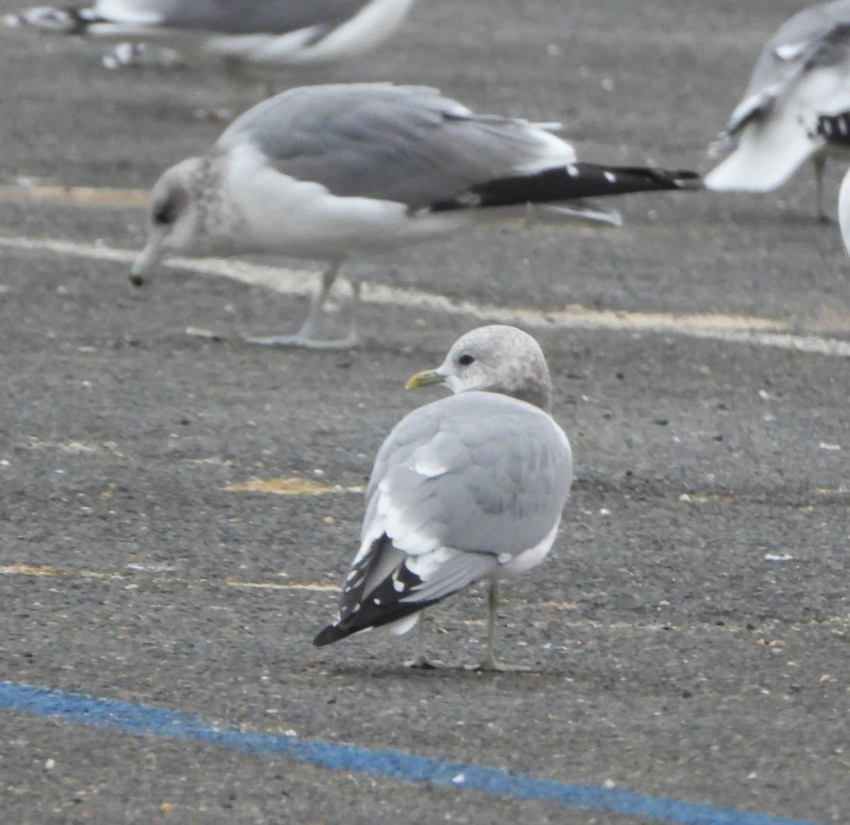 Short-billed Gull - ML646540204