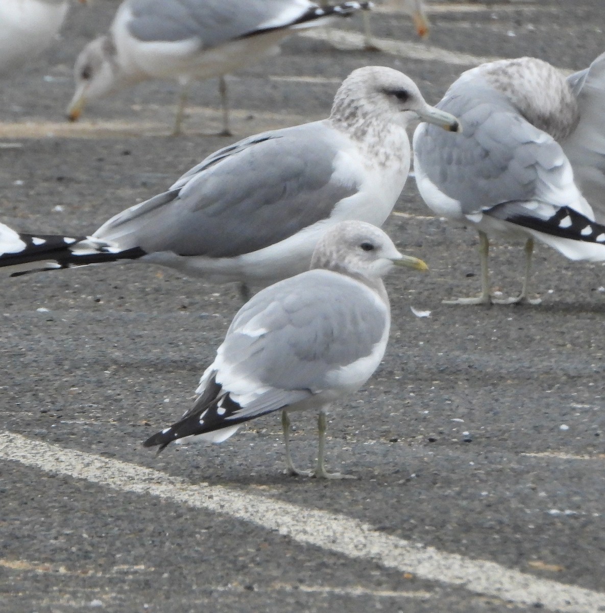 Short-billed Gull - ML646540205