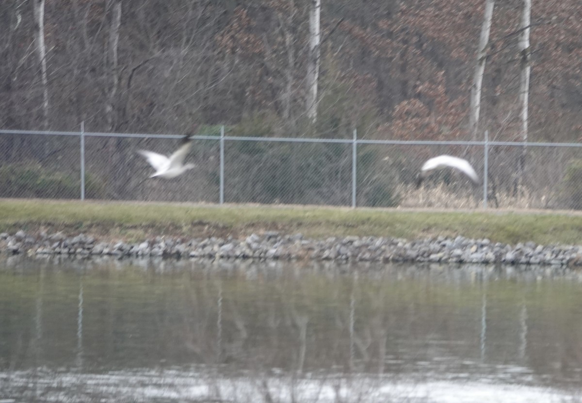 Snow Goose - ML646540206