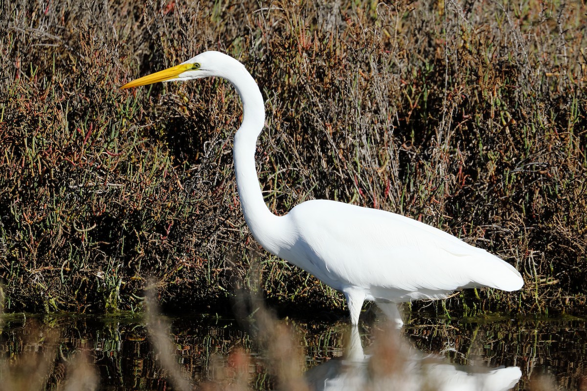 Garceta Grande - ML646540207