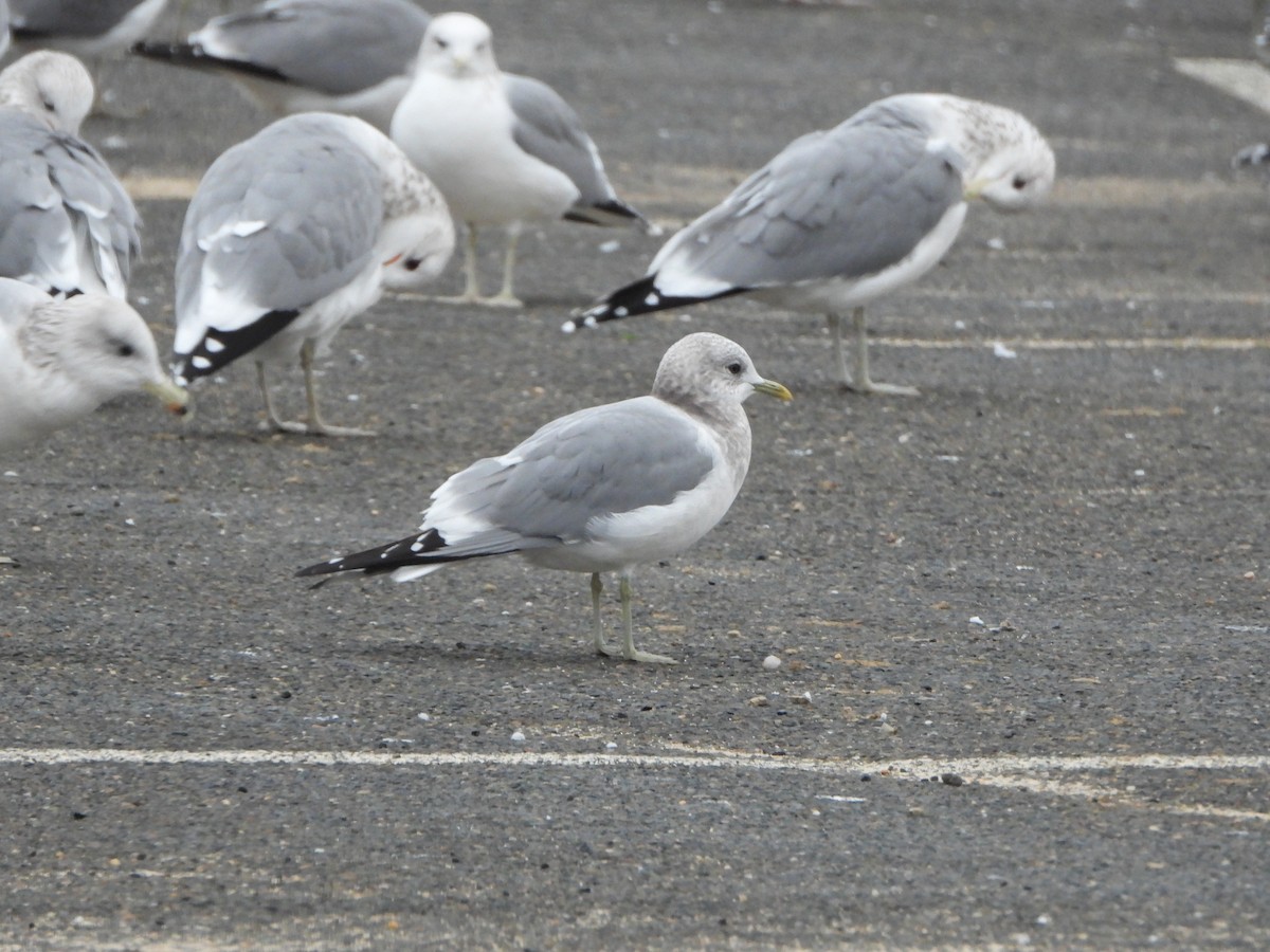 Short-billed Gull - ML646540208