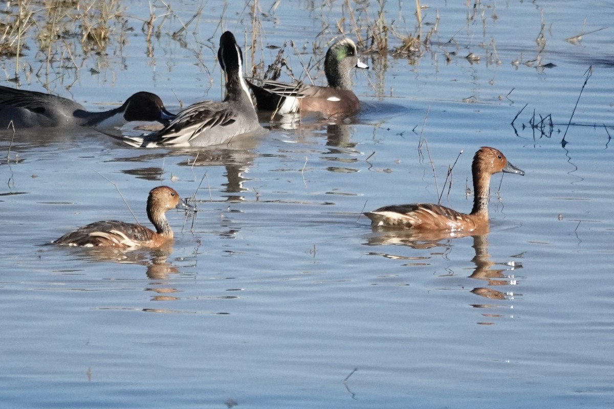 Fulvous Whistling-Duck - ML646540211