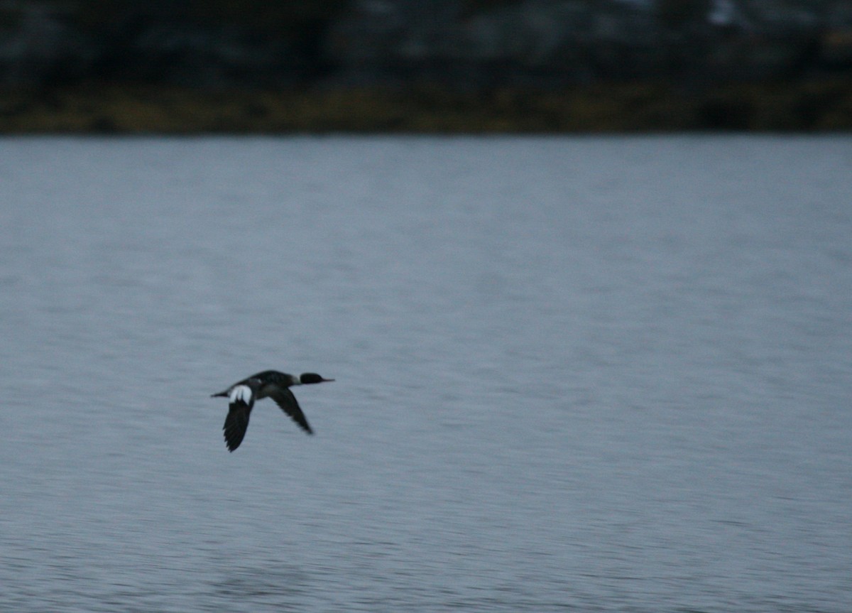 Zerra ertaina - ML646540212