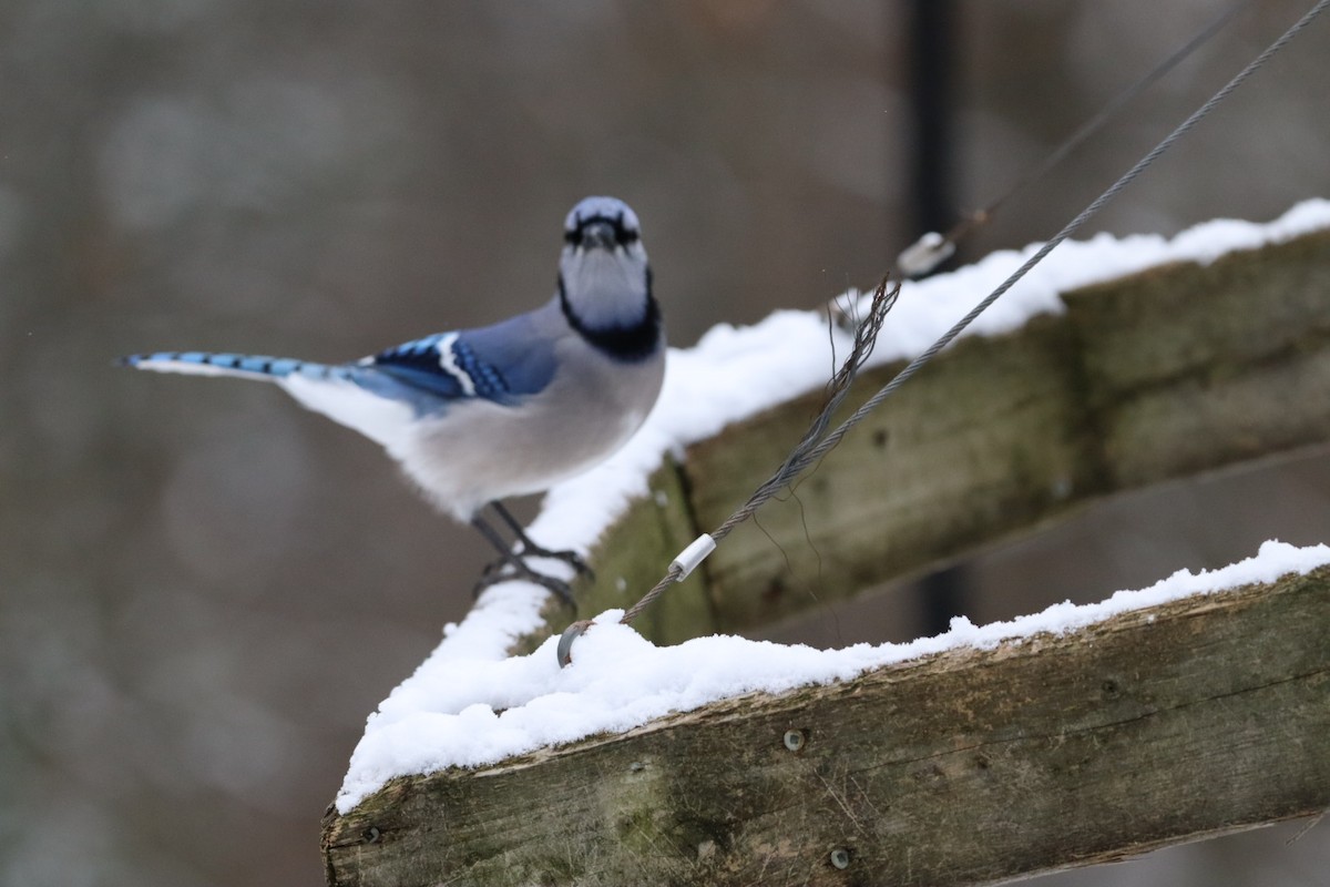 Blue Jay - ML646540213