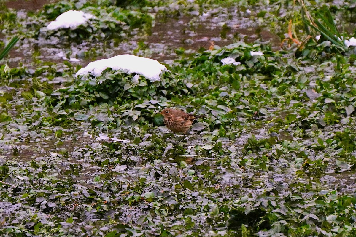 Amerikapieper - ML646540214