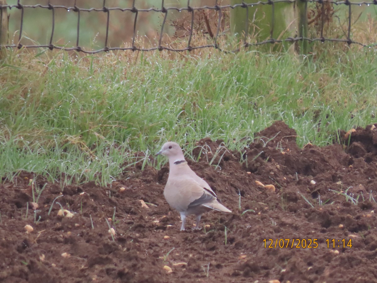 Eurasian Collared-Dove - ML646540215