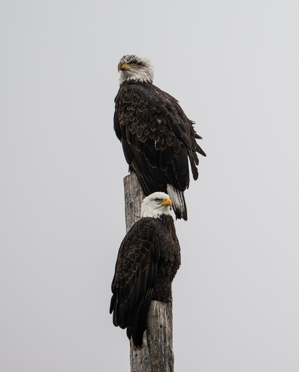 Pygargue à tête blanche - ML646540216