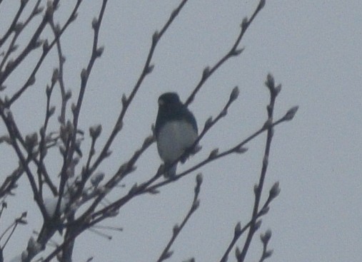 Dark-eyed Junco - ML646540218