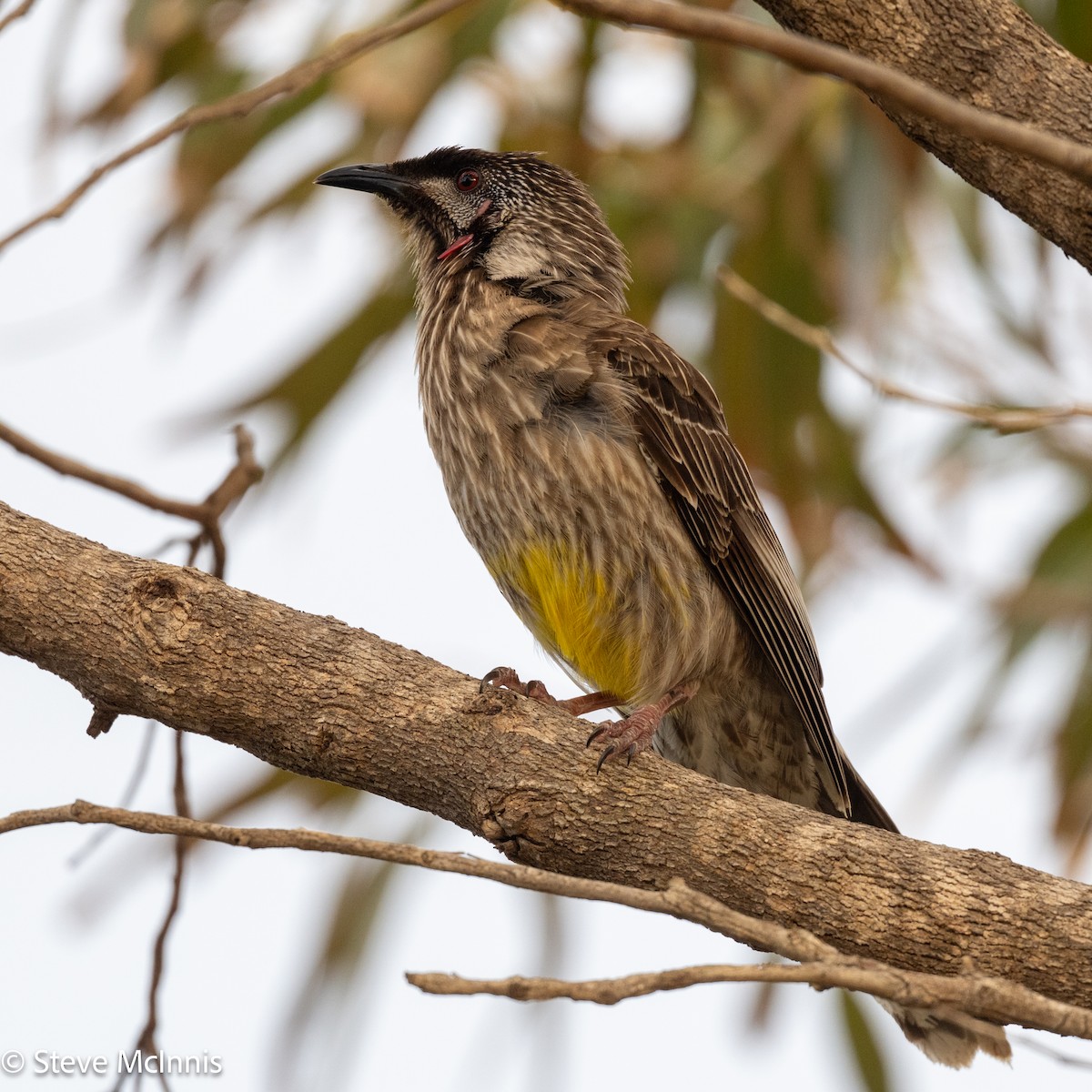 Медолюб-сережник середній - ML646540224