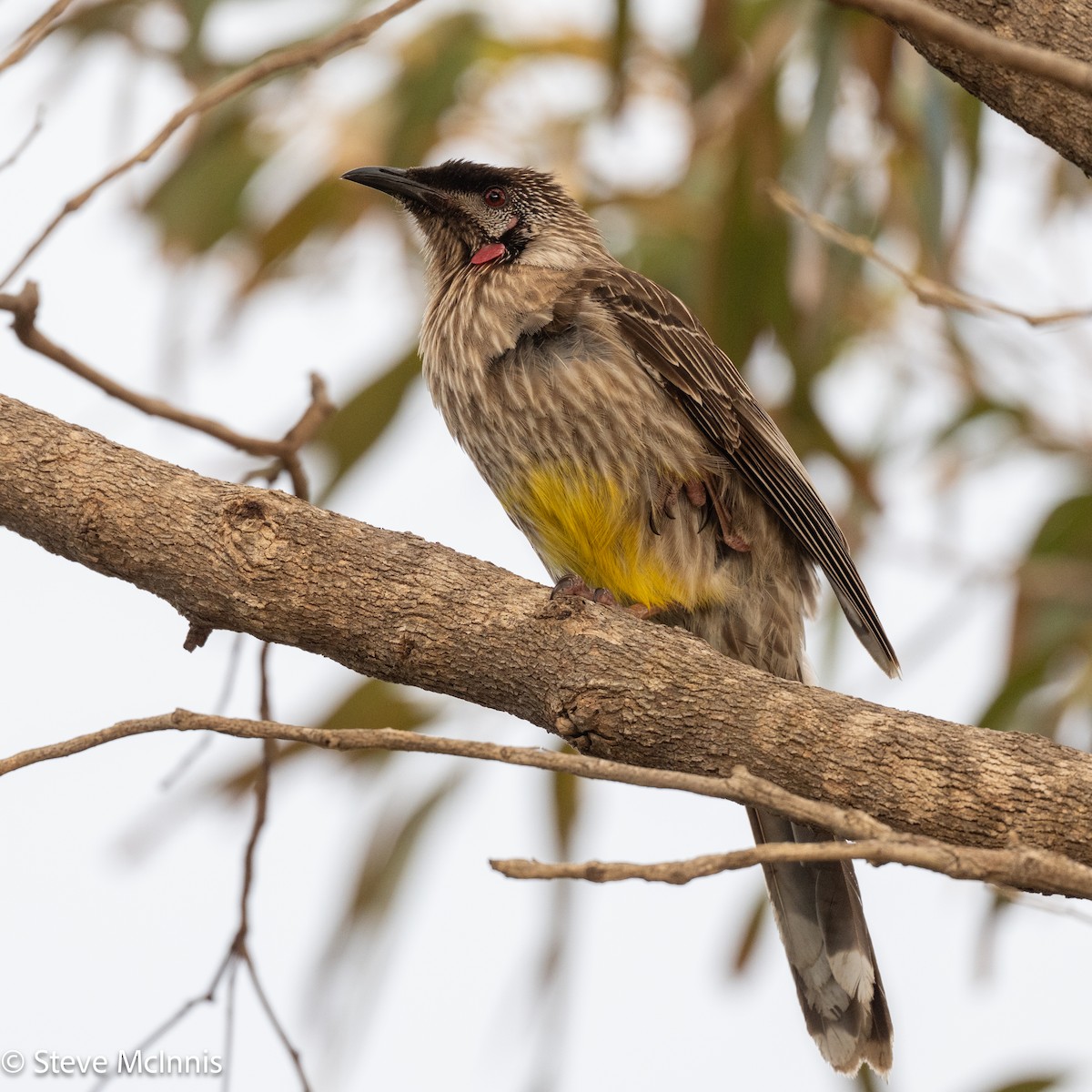 Медолюб-сережник середній - ML646540225