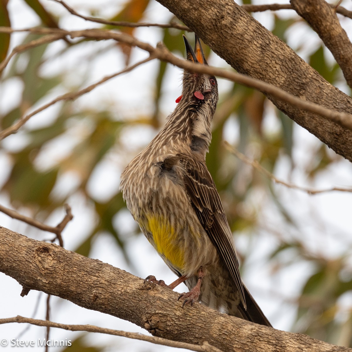 Медолюб-сережник середній - ML646540226