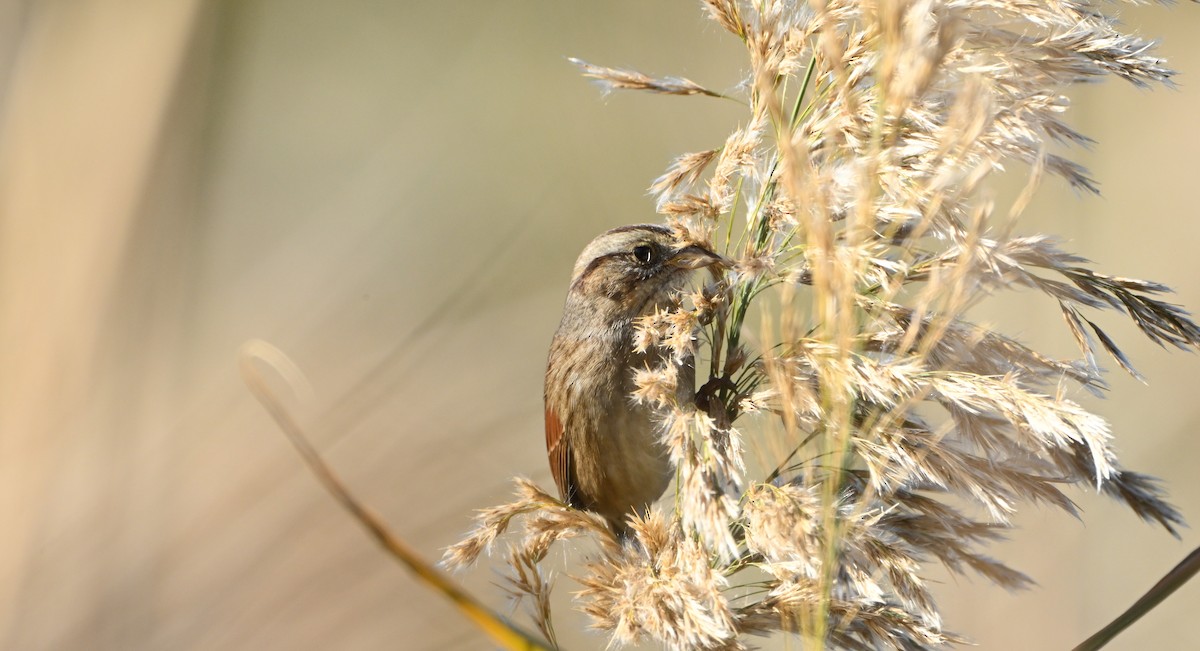 Swamp Sparrow - ML646540227