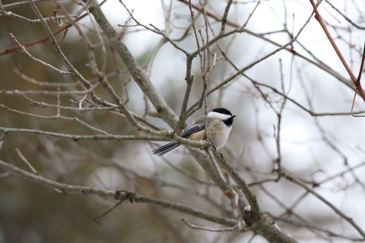Black-capped Chickadee - ML646540228