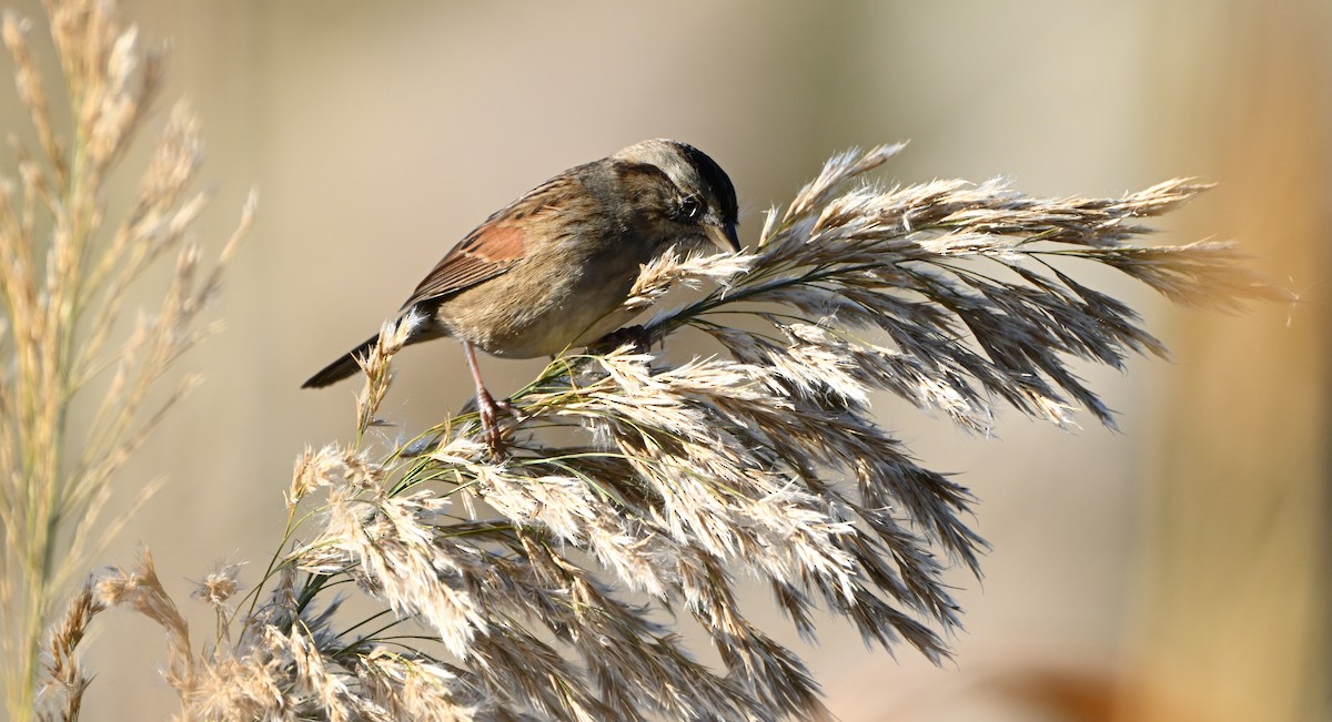Swamp Sparrow - ML646540235