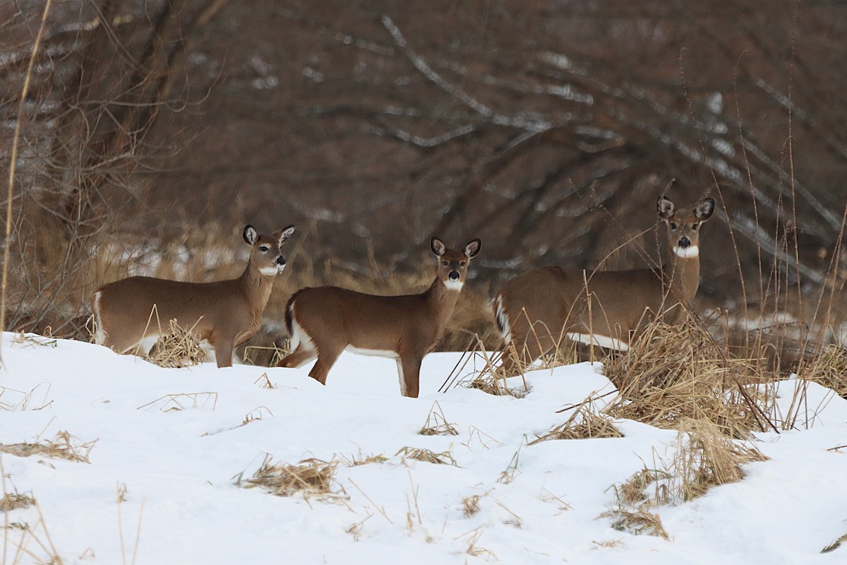 Animals - ML646540241