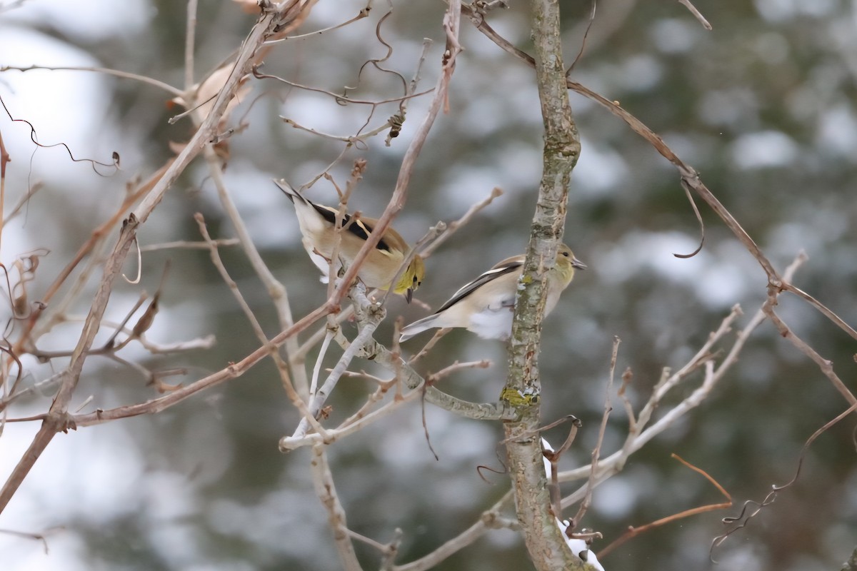 American Goldfinch - ML646540242