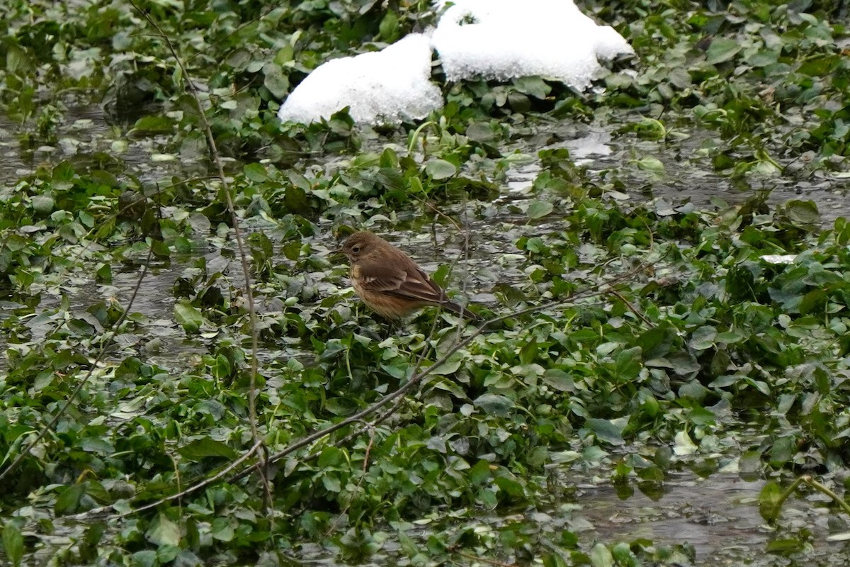 Amerikapieper - ML646540244