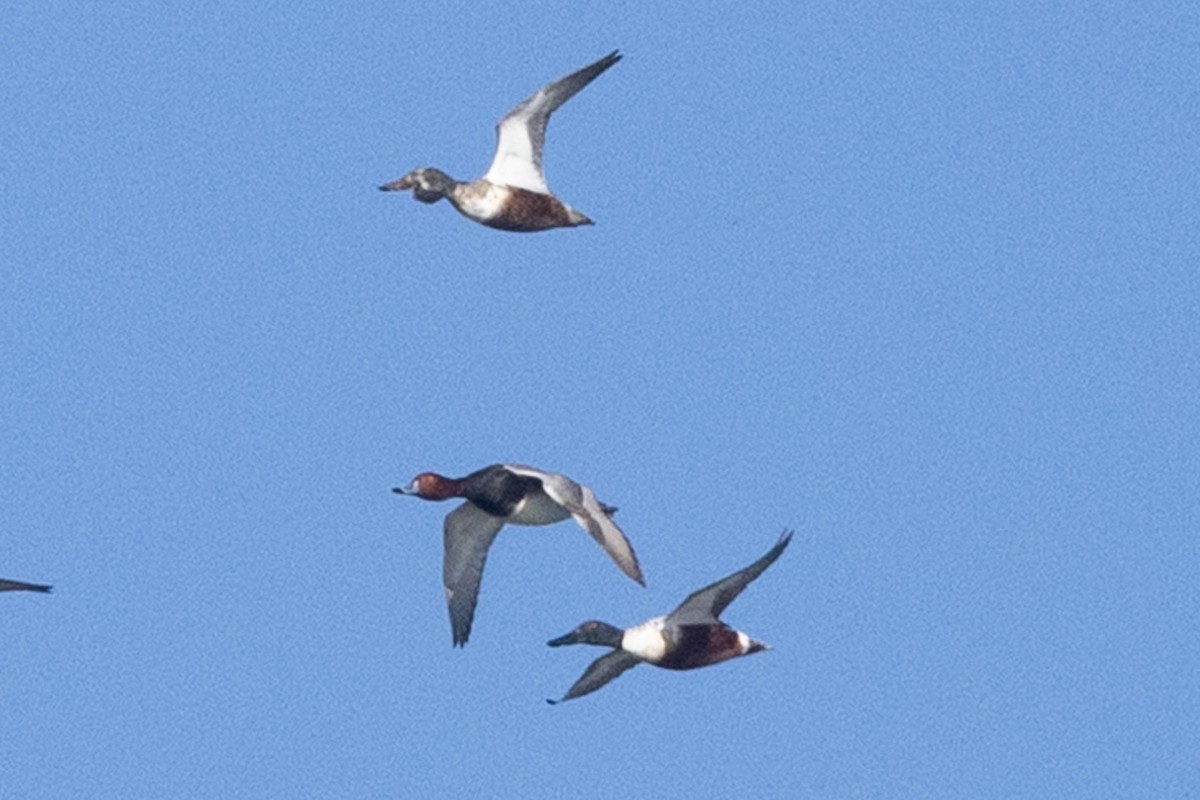 琵嘴鴨 - ML646540267