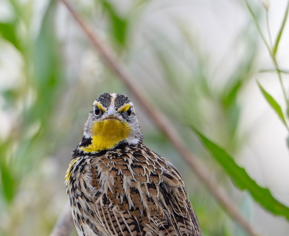 Western Meadowlark - ML646540272