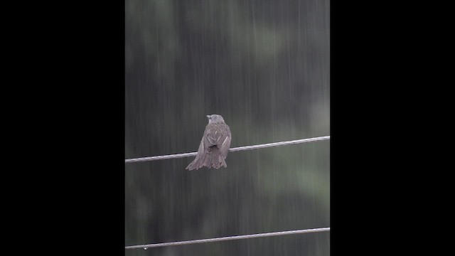 Tropical Kingbird - ML646540273