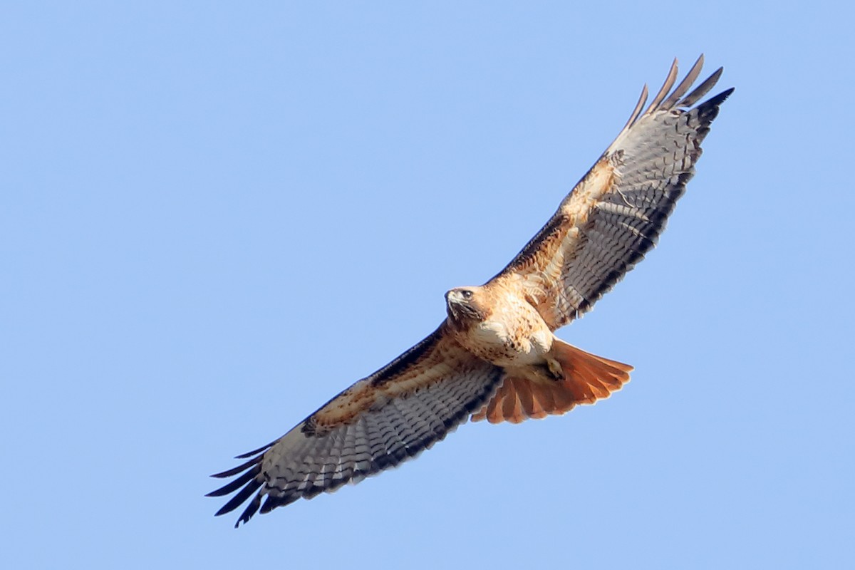 Busardo Colirrojo - ML646540274