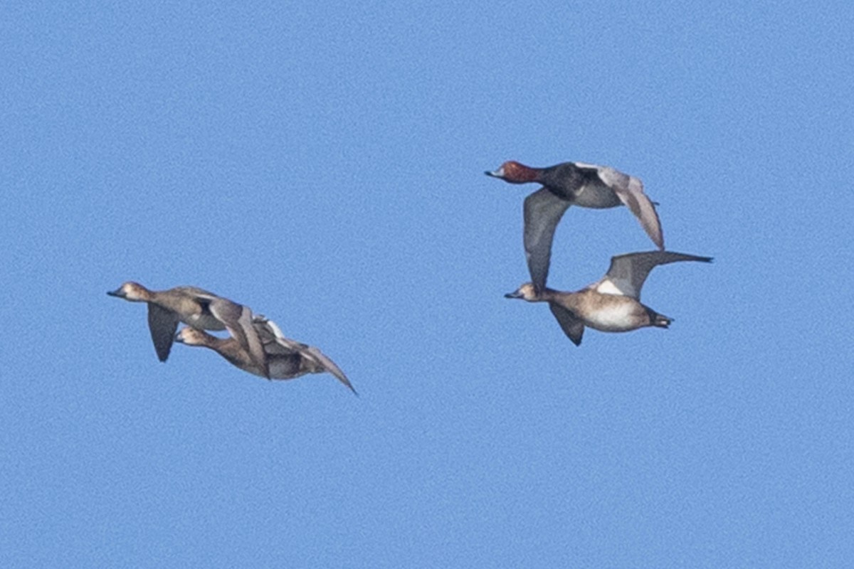 Redhead - ML646540277