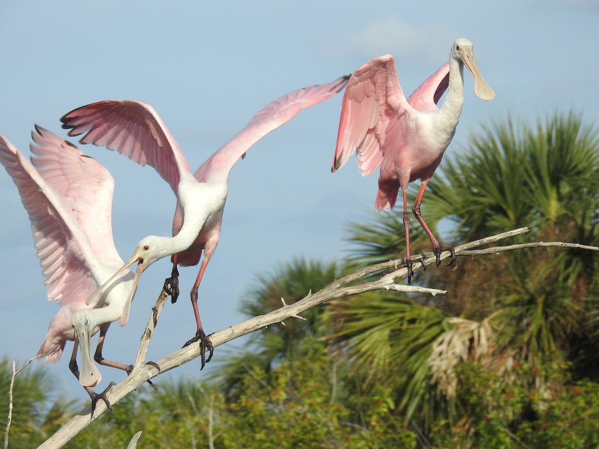 Roseate Spoonbill - ML646540280