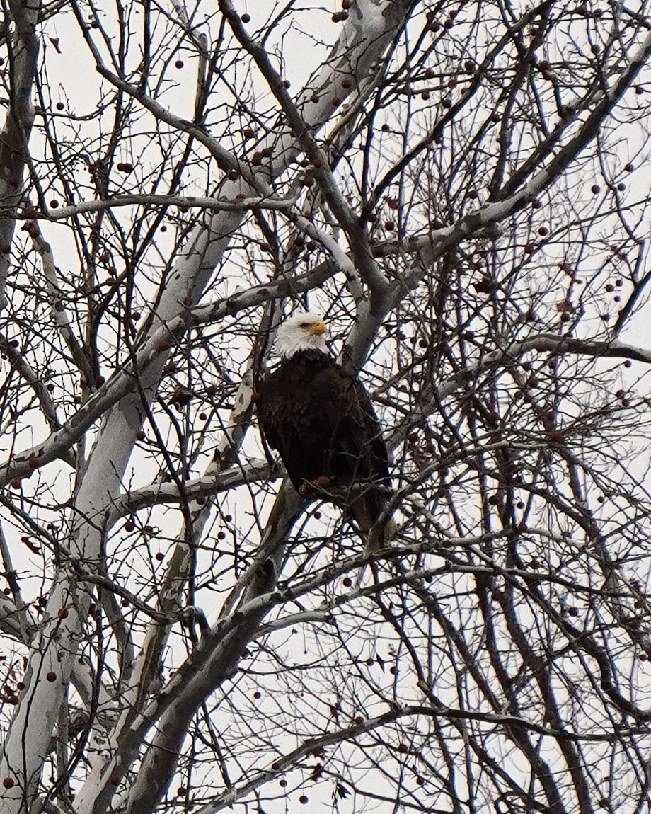 Орлан білоголовий - ML646540281