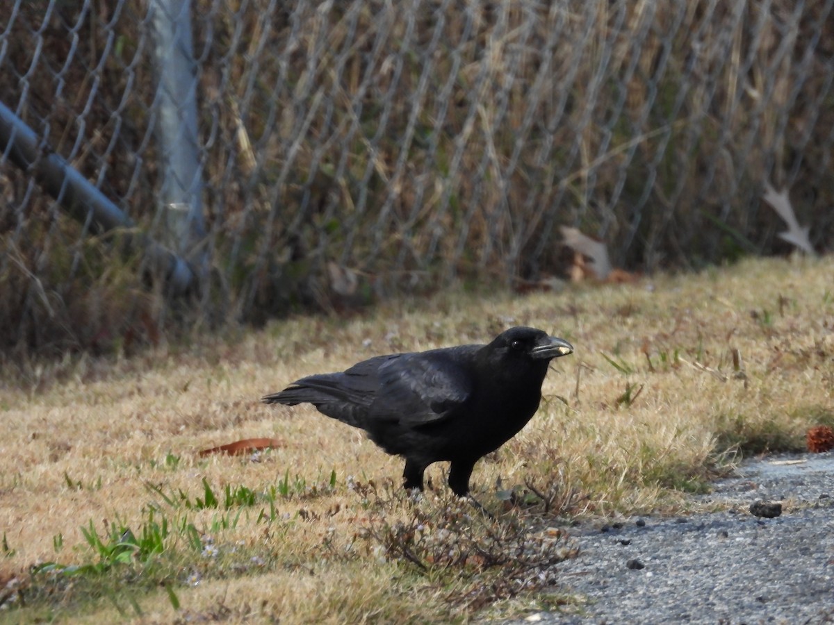 American Crow - ML646540282