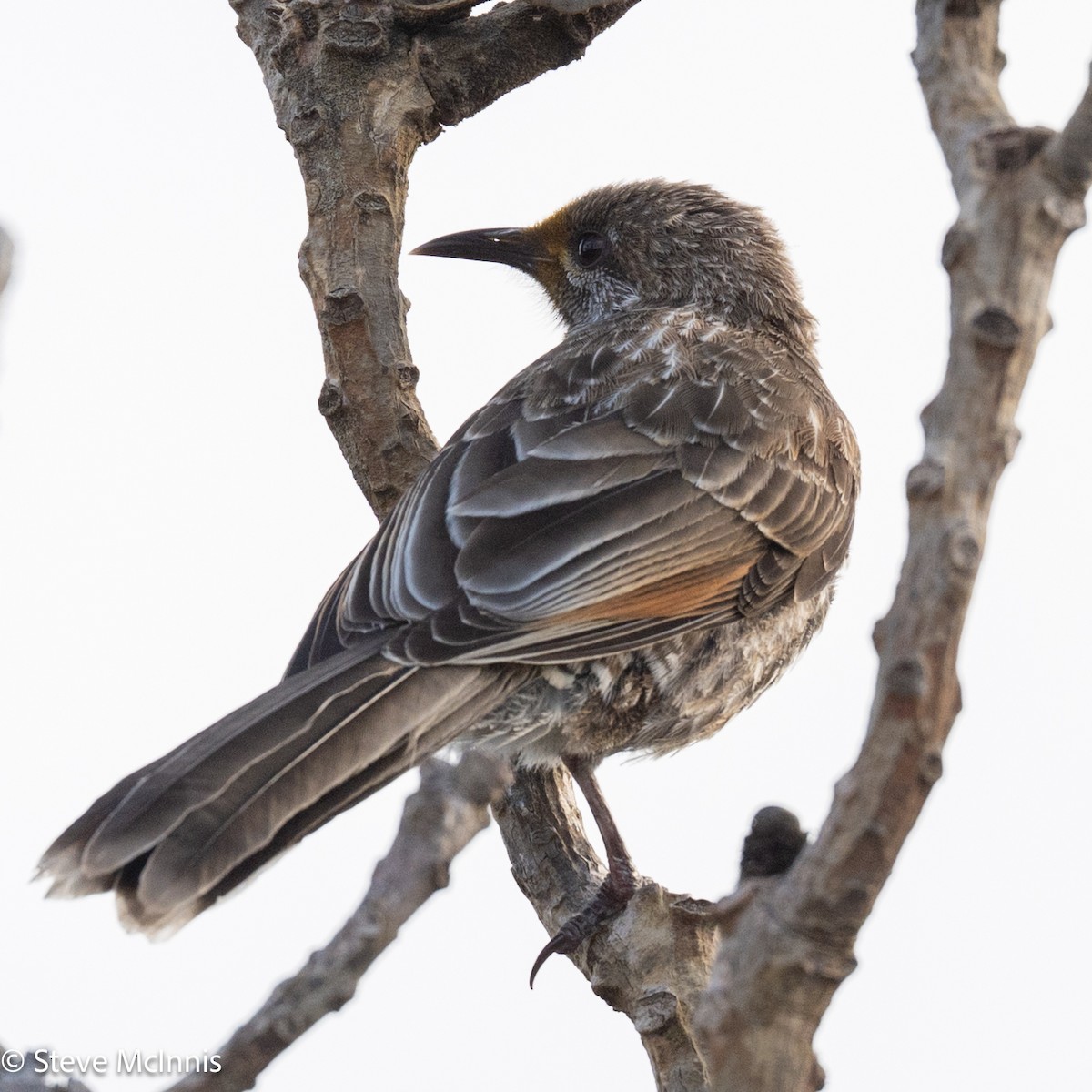 Медолюб-сережник західний - ML646540285