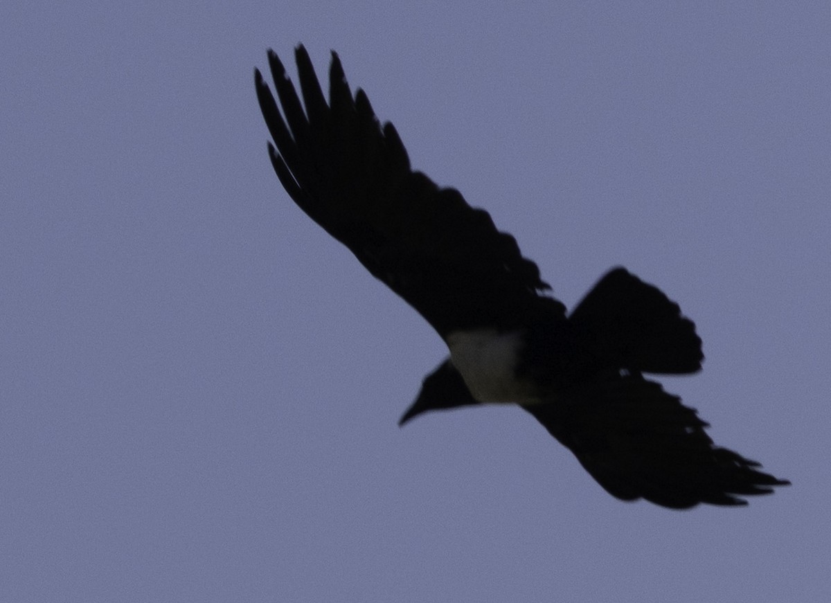 Пегая ворона - ML646540286