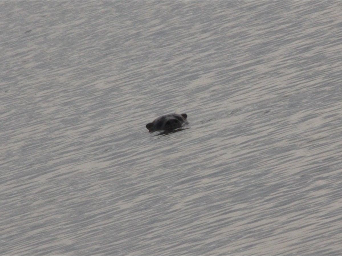 New World River Otters - ML646540287