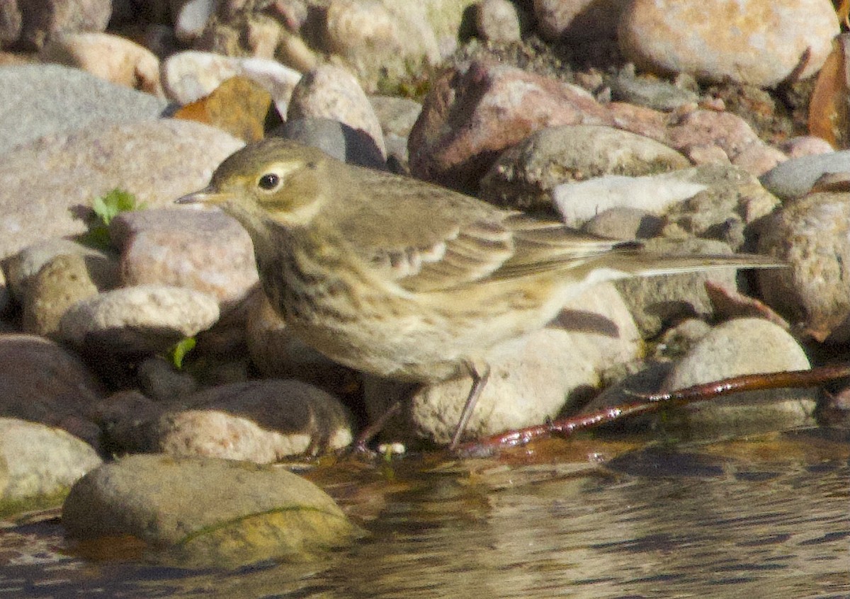 Amerikapieper - ML646540288