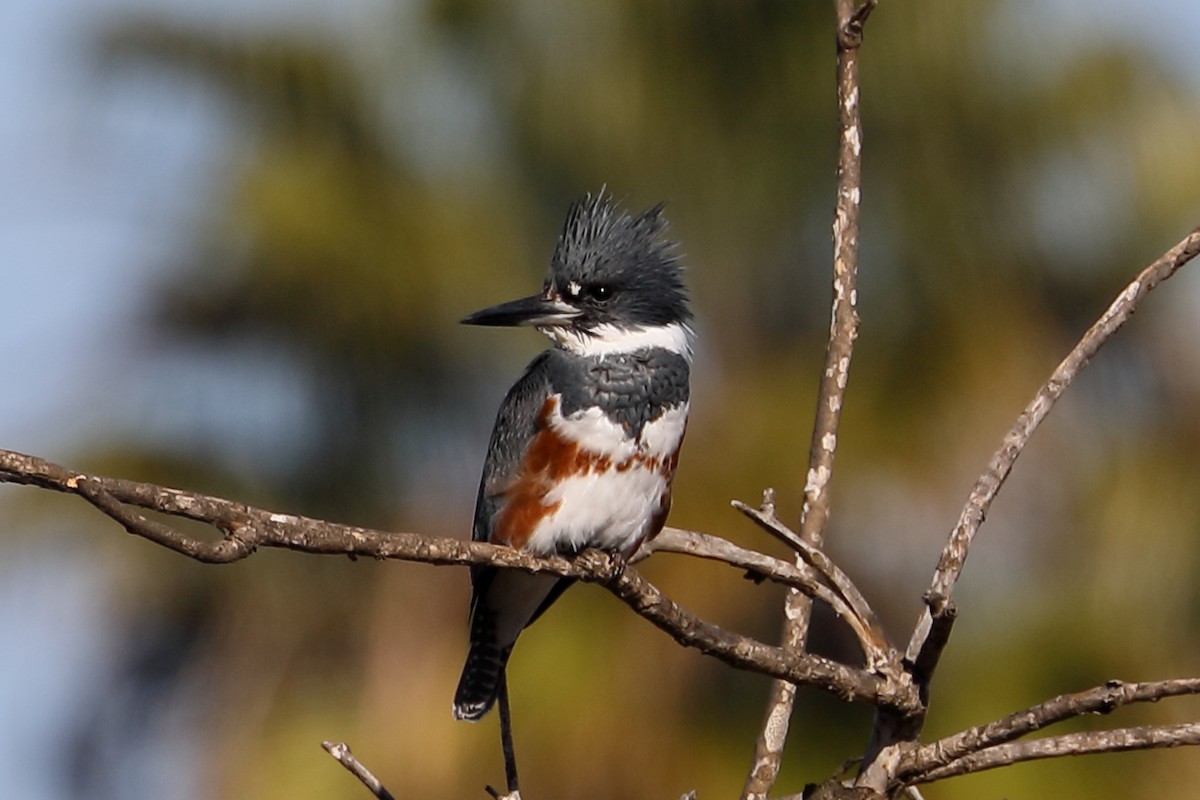 Martín Gigante Norteamericano - ML646540291