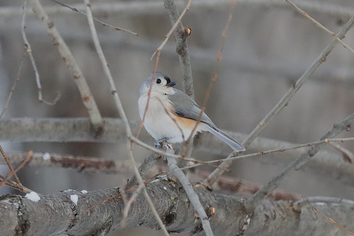Tufted Titmouse - ML646540292