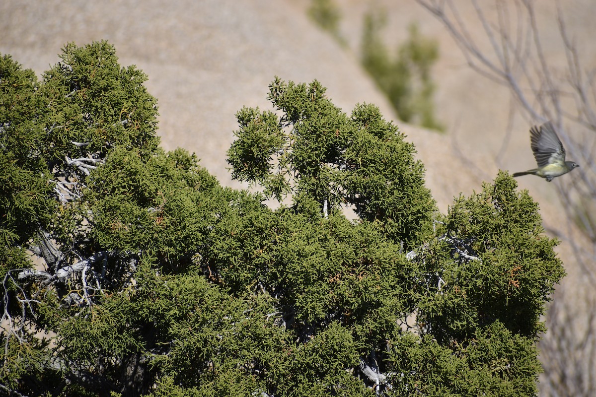 Cassin's Vireo - ML646540295